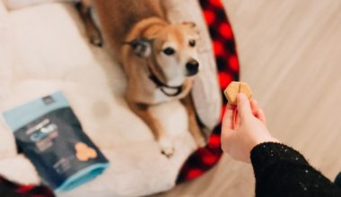 Dog looking right back at owner holding a treat