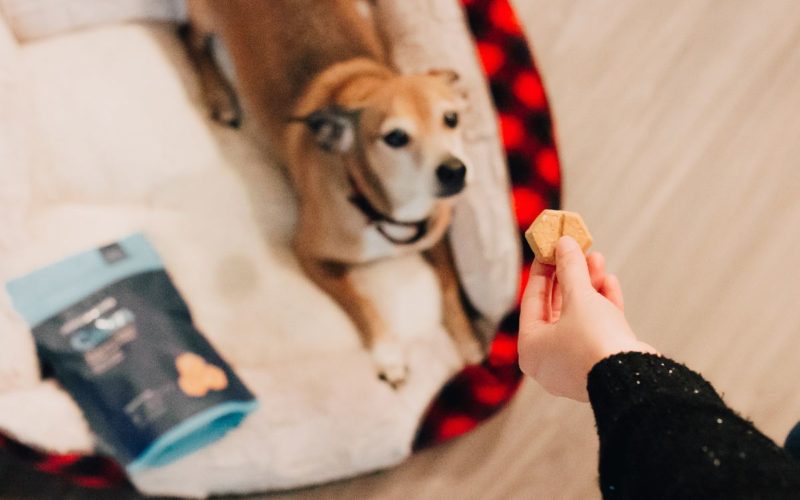 Dog looking right back at owner holding a treat