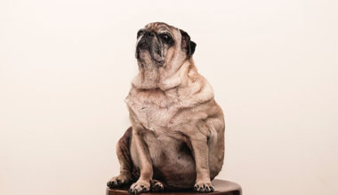 Large pug on a stool