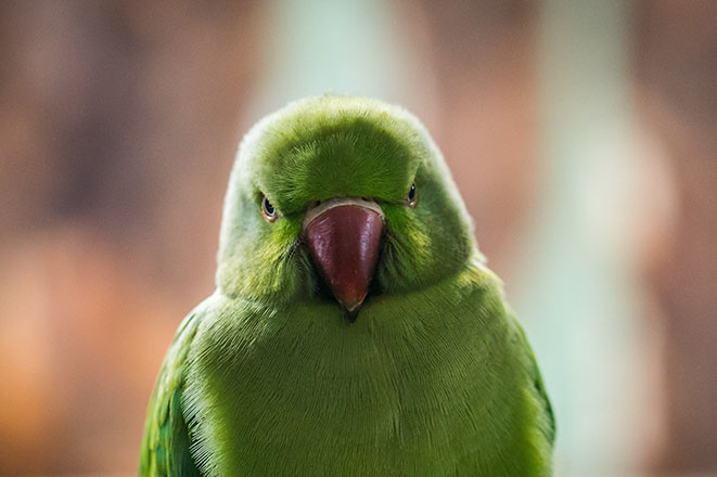 Angry parakeet